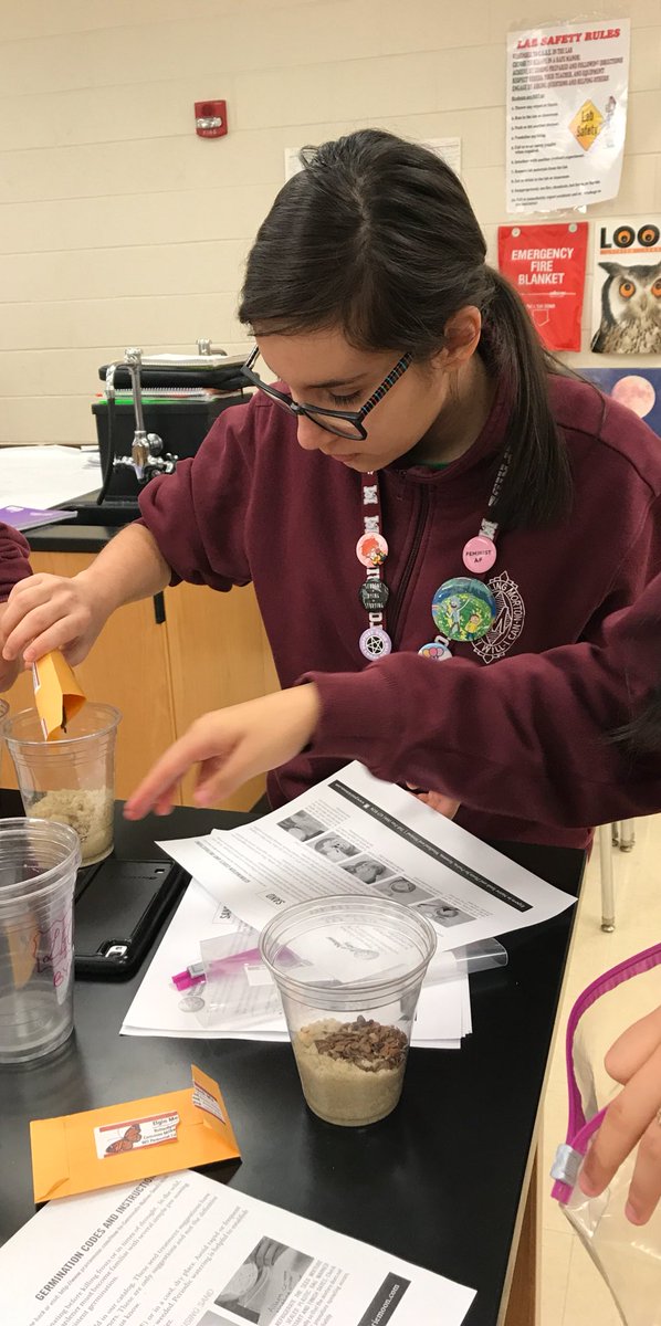 MonarchPollina1's tweet photo. Guadalupe is preparing milkweed seeds for cold stratification. The seeds will be in the refrigerator for 30 days in a mix of wet sand. #MortonPride https://t.co/VWyqVIavwG