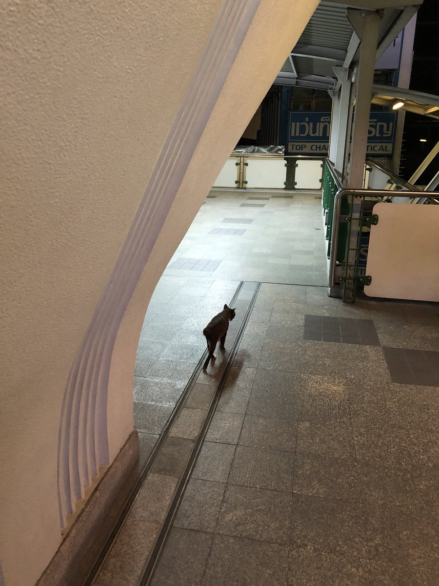 thecuriousdan's tweet photo. คือน้องนั่งบีทีเอสแล้วไปลงไหนไม่รู้ https://t.co/XansOwlvWR