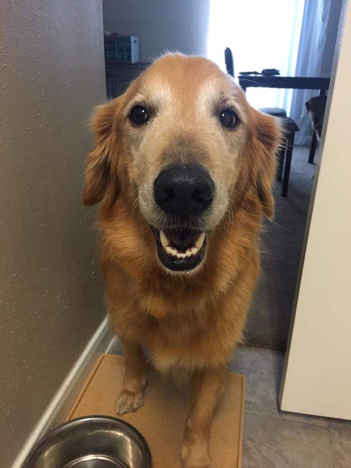 GoldensofHouTX's tweet photo. This sweet 7 year old #goldenretriever is Teddy! He's neutered &amp; up to date on shots. Unfortunately, he does have heart worms, but has started treatment to get rid of them. He also has some sores on his back from a flea allergy that are almost healed. #AdoptDontShop #RescueDog https://t.co/Q68sGdq9rw