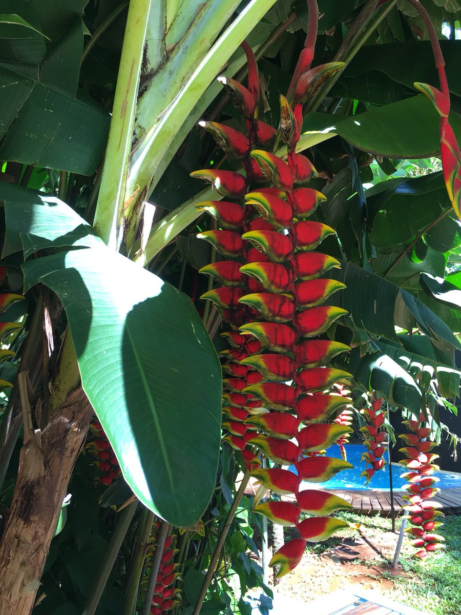 Heliconia, ¿la conocen?, sus brácteas coloridas protegen a las flores #biodiversidad #flora #puertoiguazu #CataratasTodoElAño