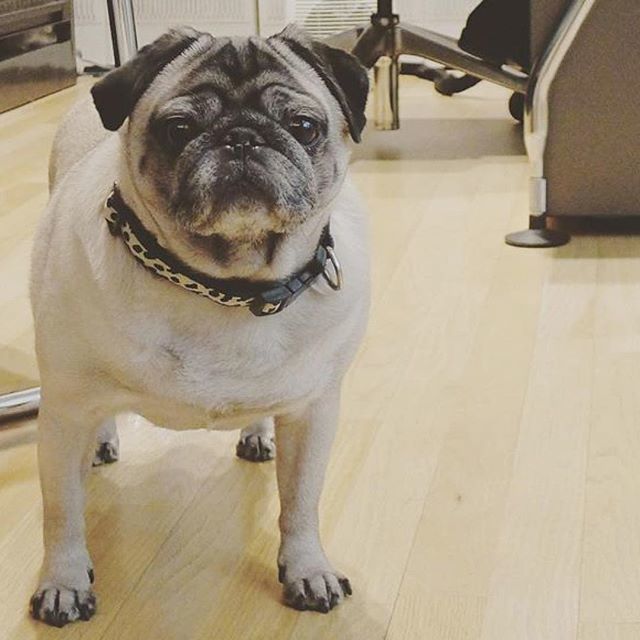 jevansinteriors's tweet photo. #Flashbackfriday to when Paloma was in charge of the office for the day! 
#friday #pugfridays #pug #pugsofinstagram #pugfriday #pugs
 #friyay #pugs #pugstagram #dogsofinsta #dogs #design #interiordesign #office #work #interiordesigners #pugs #puglife #de… https://t.co/vHdns5dbyk https://t.co/laOCt97Qdh