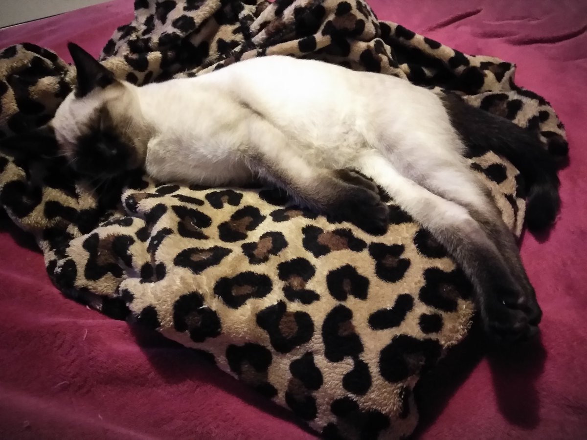 SweetCandy_you's tweet photo. Isn't she adorbs? Spoiled brat! Grandkitty https://t.co/ASFYk8uyPQ