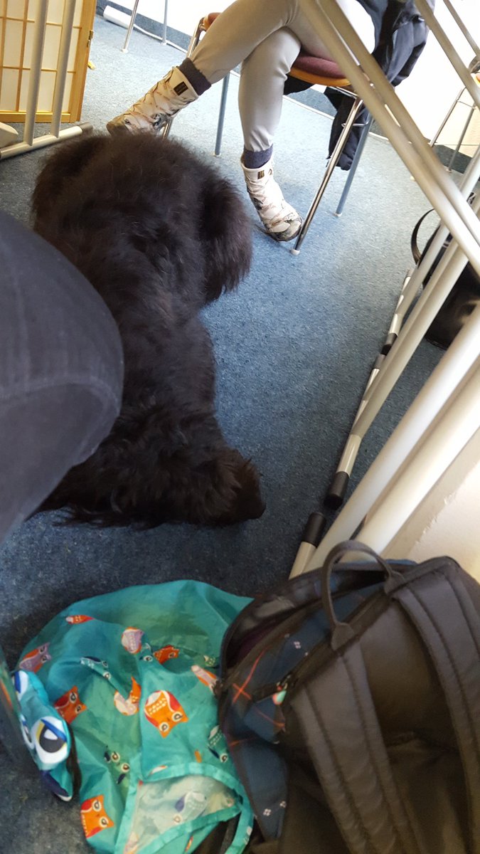 Chibi2502's tweet photo. Erfolgreich einen langweiligen Tag in der Schulung hinter uns gebracht 😥 #Bucky #dog #schulung #langeweile https://t.co/52yjwsp2lE