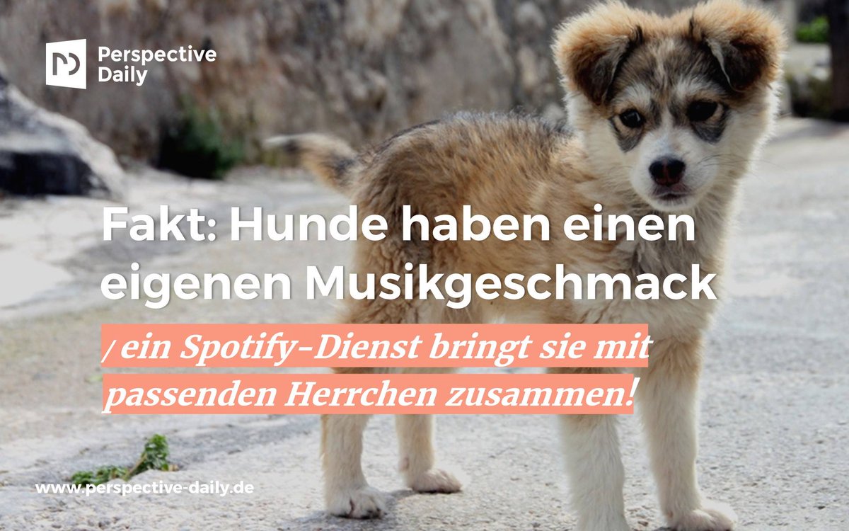 PDmedien's tweet photo. Kreative Lösung: #Adoptify hilft dir dabei, einen Vierbeiner zu adoptieren, der auf deine Platten steht.
➡️ https://t.co/tIUUmW8X1E https://t.co/CiBuWlAziD