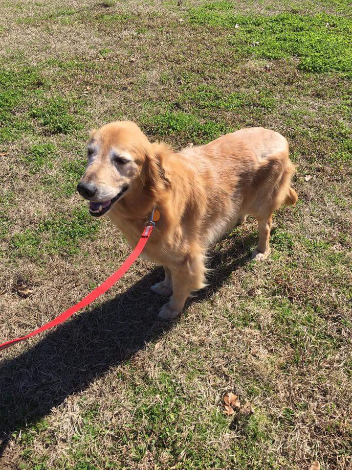 GoldensofHouTX's tweet photo. Teddy also has hip dysplasia, but it doesn't seem to bother him too much! He still gets around well... it just makes him a bit slower with climbing stairs &amp; makes him walk a little differently. #rescuedog #AdoptDontShop #AdoptADog https://t.co/AcbKACKk4d