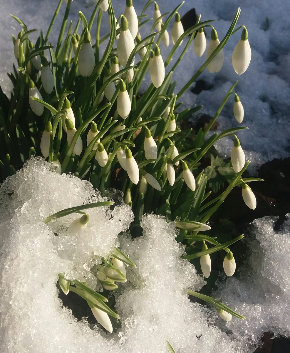TheCaley's tweet photo. Snowdrops are gradually appearing just in time for #Scottishsnowdropfestival @scottishgdns #isspringontheway https://t.co/OrD3EVnuN4