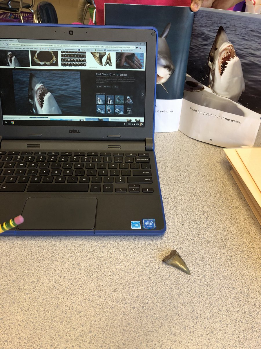 1standTenn's tweet photo. Researching shark teeth on this fabulous Friday! https://t.co/TMAgJB6seb