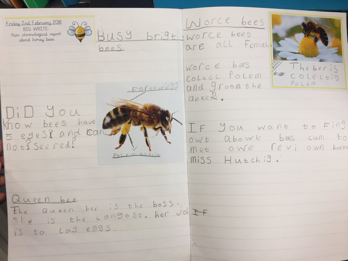 miss hinawski on twitter some of year 2 s big writes from this morning non chronological reports about honeybees mrsjonesnp janeconsidine newparkprimary missday10 britishbee beekeeping honeybeetweets writing year2 honeybee ks1 report example for students in urdu conformance construction