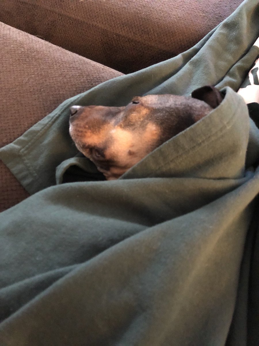 1334MLV's tweet image. It’s not easy hanging with the @HHSswim kids!!! #napsfordays @whippetmix