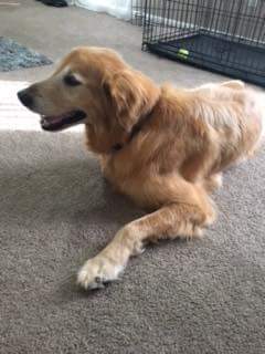 GoldensofHouTX's tweet photo. Teddy is great with people, kids, cats, &amp; other dogs. If you're looking for a lovable, low energy dog, Teddy is just the guy for you! Interested? Fill out an application on https://t.co/Ct0ATt1Riz! #AdoptDontShop #rescuedog #AdoptADog https://t.co/5sINJxcxGN