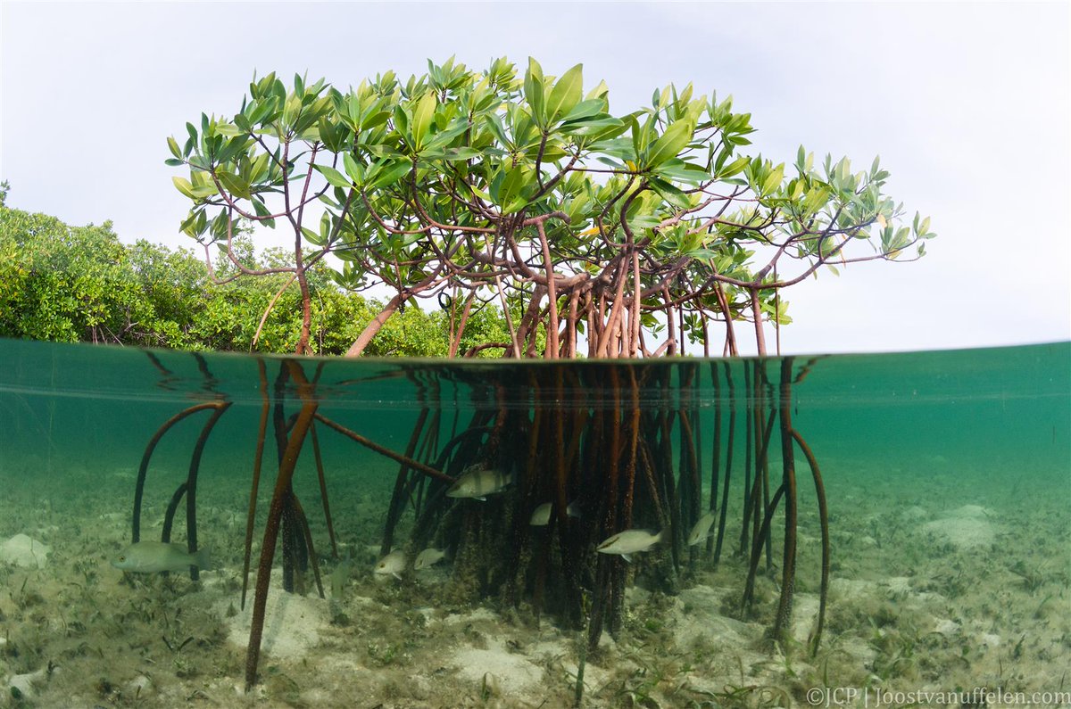 OceanicPhotos's tweet photo. Mangroves are very important ecosystems for all the amazing and interesting creatures that live there and even for us. They need more protection. #WorldWetlandsDay #OurOcean #UnderwaterPhoto https://t.co/V2mYXb8wcp