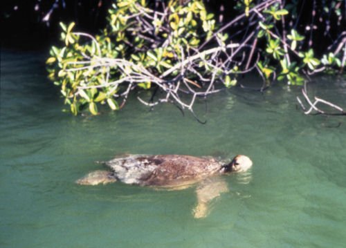 OceanicPhotos's tweet photo. Mangroves are very important ecosystems for all the amazing and interesting creatures that live there and even for us. They need more protection. #WorldWetlandsDay #OurOcean #UnderwaterPhoto https://t.co/V2mYXb8wcp