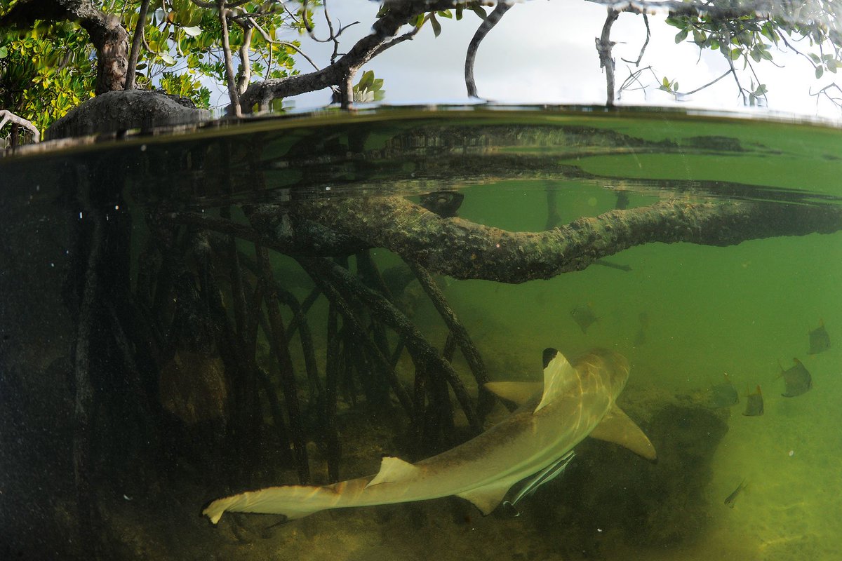 OceanicPhotos's tweet photo. Mangroves are very important ecosystems for all the amazing and interesting creatures that live there and even for us. They need more protection. #WorldWetlandsDay #OurOcean #UnderwaterPhoto https://t.co/V2mYXb8wcp