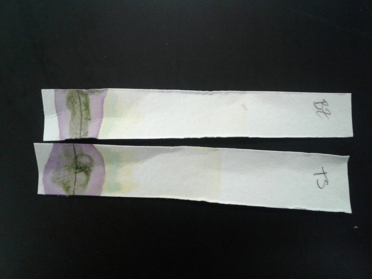 HoltMallery's tweet photo. Plant pigment chromatography in AP biology https://t.co/UJCSZkkuaw