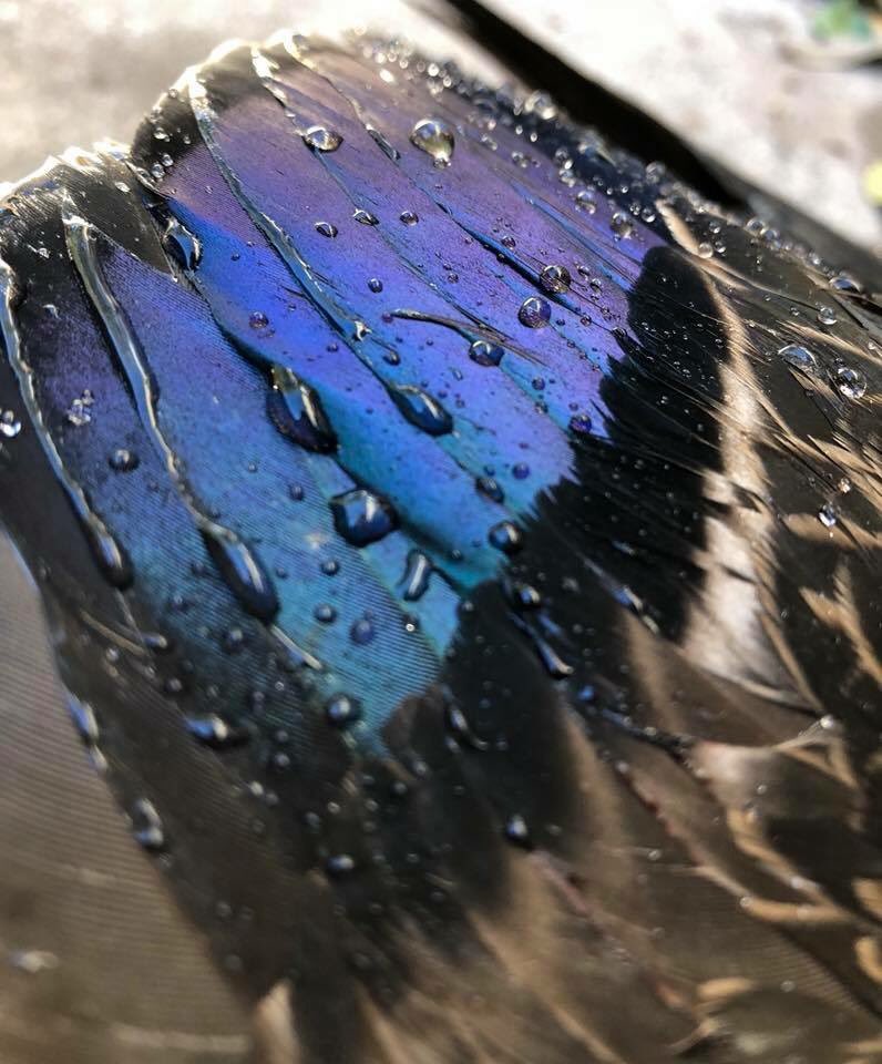 Speculum of the great 👌🏼