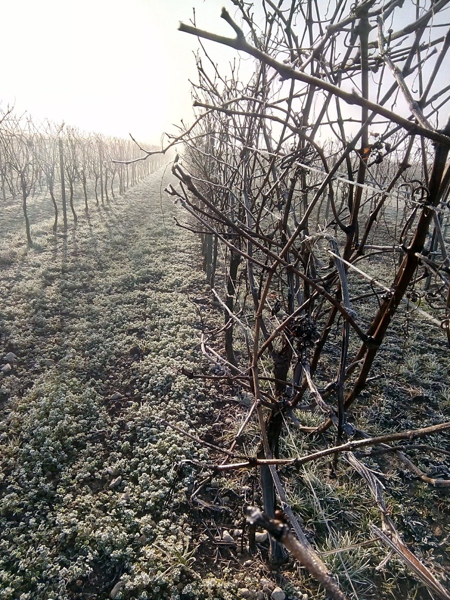 LBBouteville's tweet photo. A #morning in #bouteville
#gastronomie #muchmorethanavinegar #frenchcraft #madeinFrance #madeincharente #artisandequalite #CollegeCulinairedeFrance #balsamicvinegar #oakbarrels #cognac #epicurious #foodlovers #gourmetfood #gastronomicvinegar #vineyard #gourmet https://t.co/HtgOfmMdgs