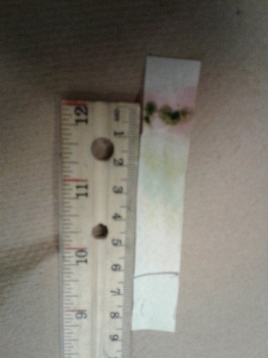 HoltMallery's tweet photo. Plant pigment chromatography in AP biology https://t.co/UJCSZkkuaw