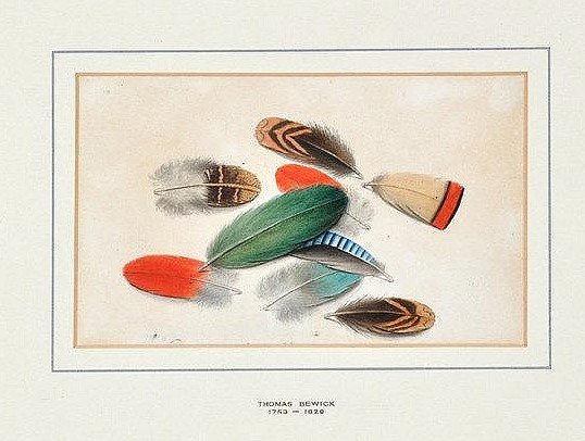 Tyne_FineArt's tweet photo. Feather #drawing - a timeless art tradition. Thomas Bewick made the most delicate of drawings in #Northumberland RT @CountryfileMag       https://t.co/EQ6bNUMheV https://t.co/rJ5Ns0Je6L