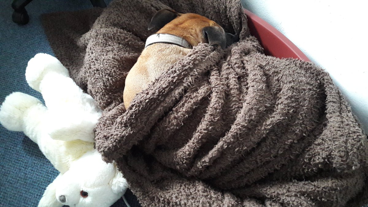 IllyriaTheatre's tweet photo. Friday afternoon. In the office. Dog &amp; teddy pie. #dogpie https://t.co/HZQg4p11Ij