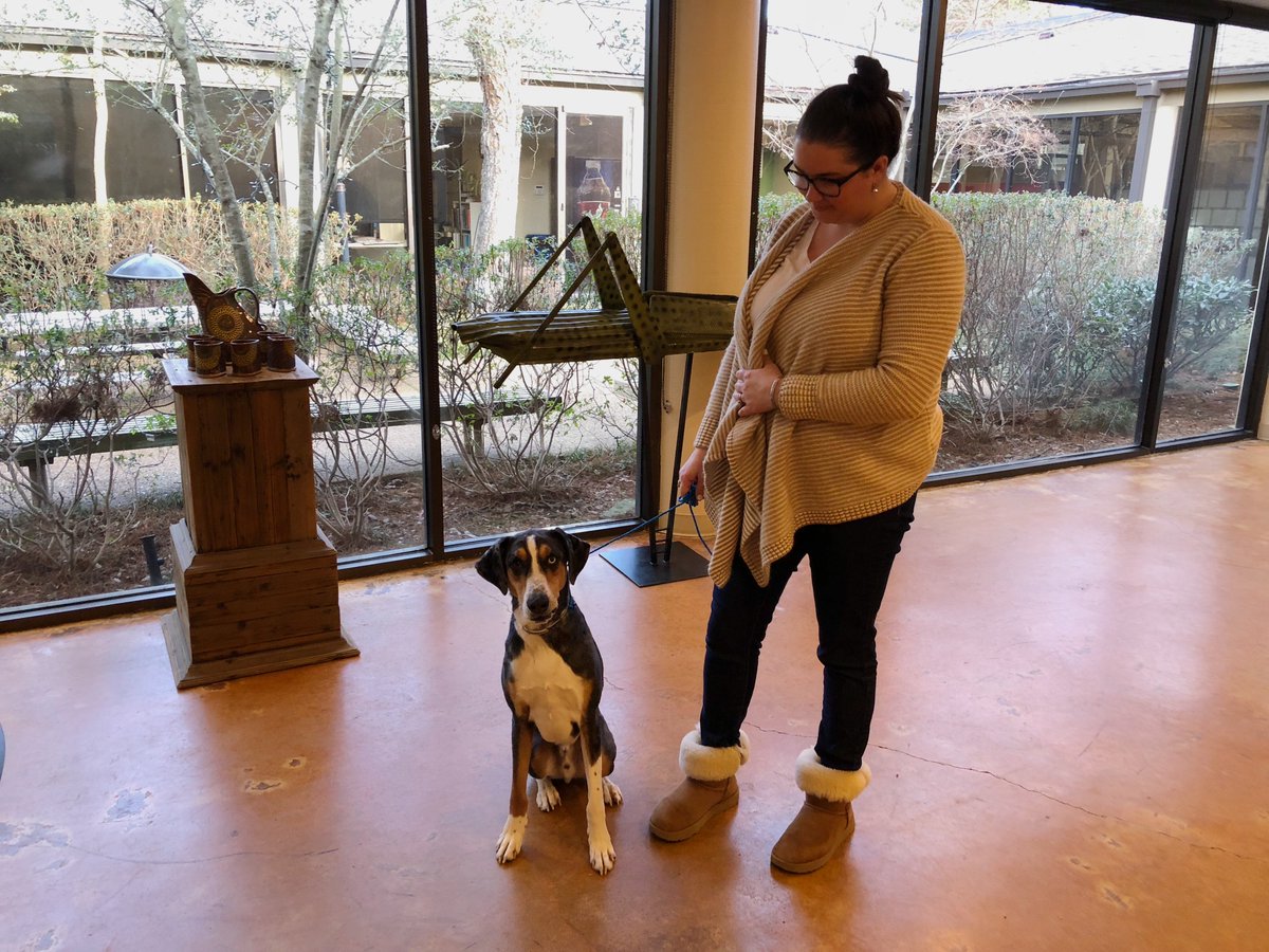 A2H_design's tweet image. LOST DOG 🐶 — RT to help us find his home! Found in the Davies Plantation area in Lakeland.