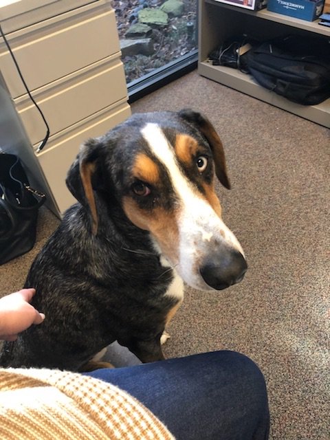 A2H_design's tweet image. LOST DOG 🐶 — RT to help us find his home! Found in the Davies Plantation area in Lakeland.