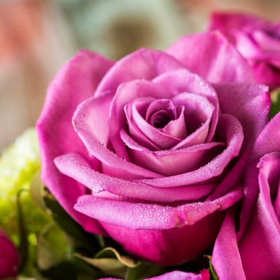 StevesFloralKS's tweet photo. Our precious arrangement holds purple roses and green hydrangea accented with subtle greenery in a cream urn vase. https://t.co/32CLxBChT6 #StevesFloral #Manhattan #Florist https://t.co/VUKhCeMf1C