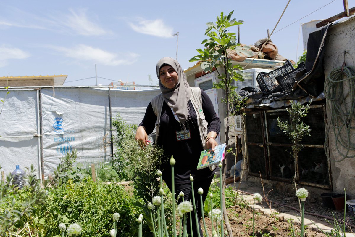Thanks to <a href="/GdnsIllustrated/">Gardens Illustrated</a> for their informative article on our #refugee garden project #Domiz camp #Iraq.gardensillustrated.com Watch interactive film lemontreetrust.org/film-and-inter…

<a href="/The_RHS/">The RHS</a> <a href="/TeleGardening/">Telegraph Gardening</a> <a href="/scrollytelling/">Scrollytelling</a> <a href="/tommasseyuk/">Tom Massey</a> @NRT_English <a href="/MercyHands/">Mercy Hands</a> <a href="/Laura_Padoan/">Laura Padoan</a>