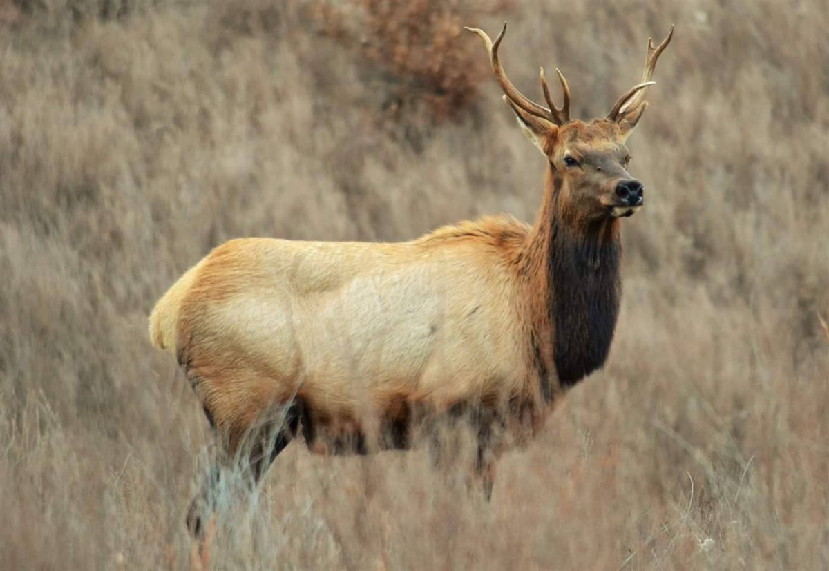 RMEF's tweet photo. This is an interesting looking rack.

Photo c/o Chris Sturgill https://t.co/g8dwkZ8DdU