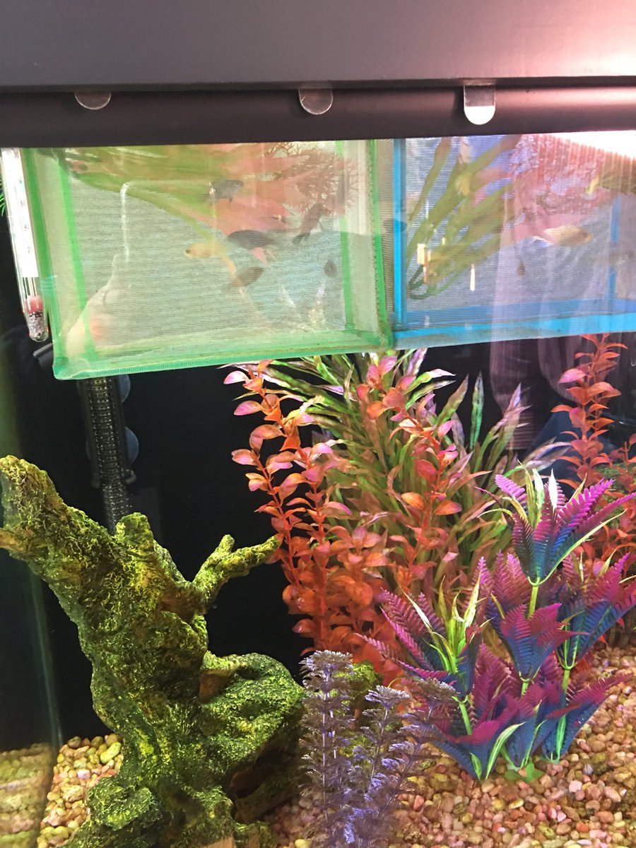 Beautiful aquarium with some baby fishes at my first dispatch of the day! Customer was excited about data free streaming! <a href="/IHXpets/">Pets of IHX</a>