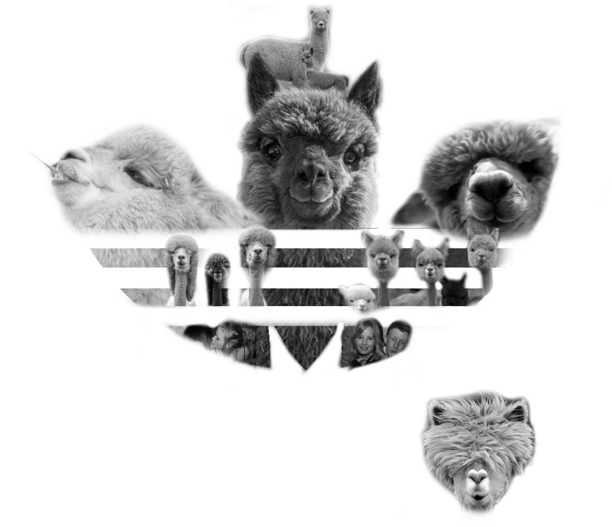 torjrg's tweet photo. @adidas Just tried to have this printed on a tote bag but the printing company said it was infringing. Can I please print 1 tote bag to my alpaca loving friend for her 25th birthday? https://t.co/I4Jr3gsrUn