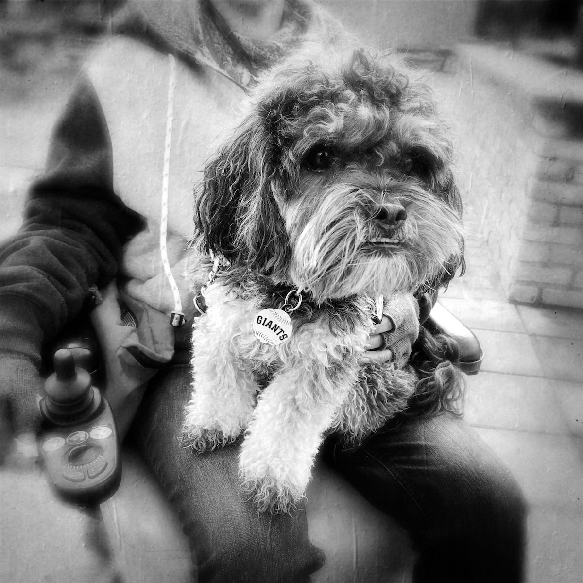 HealVeterans's tweet photo. #ServiceDogs: One size does not fit all. In many cases a small dog better fills the bill.
https://t.co/0DJRxtVcz4
Photo by Vicki Topaz | https://t.co/CnCAzskIRJ
#smallbreeddogs #ADA @Opfreedompaws https://t.co/A1a3EfW3oP