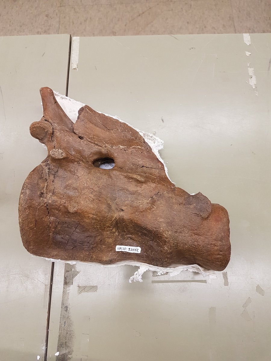 MarkPowersJ's tweet photo. When carrying large objects on either end of your axial skeleton, it's important to take the strain off your muscles. For a sweet tail club (<-), try tightly interlocking your caudal vertebrae. For a fabulous head just fuse up your first 3 cervicals (->). #FossilFriday #PALEO419 https://t.co/xhNJEnBsKT