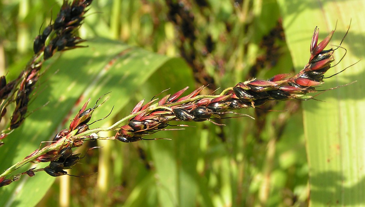 TNCleanFuels's tweet photo. Is sorghum the #ethanol supercrop of the future? It’s early days, but the signs are promising and it’s clear that this is a alternative fuels cereal grain to watch. https://t.co/l8lopTKuVm https://t.co/ImLxI8litx
