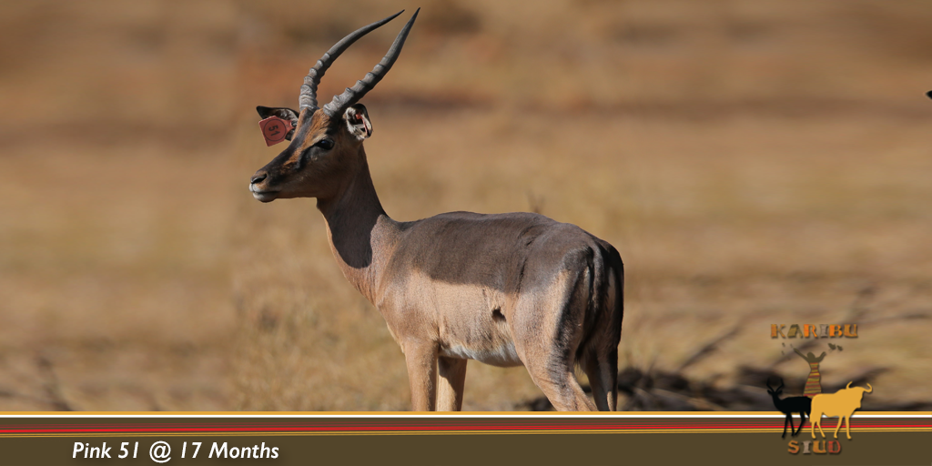 KaribuStud's tweet photo. Pink 51 at 17 months taken in October. We are holding our breath in anticipation to see how our now 2 year old Saddleback rams will turn out.
#KaribuStud #Wildlife #GameBreeding https://t.co/TsKWLiUUFA