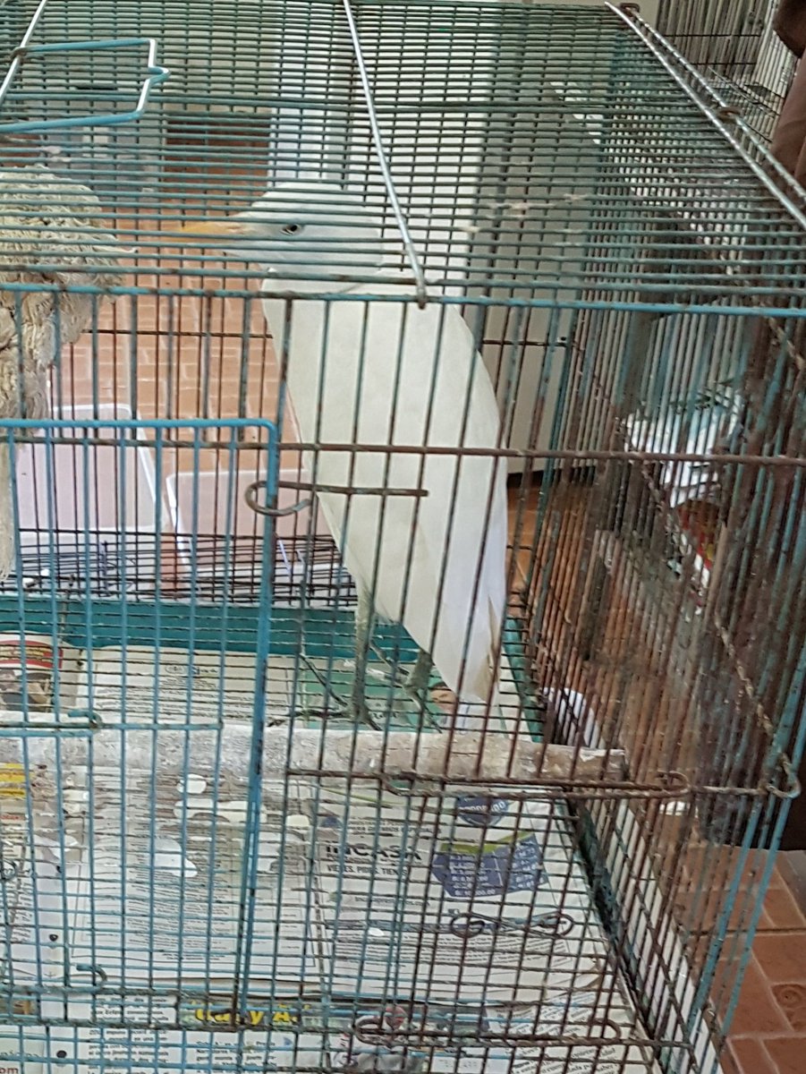 TReporta's tweet photo. Varias especies de animales silvestres llegan al @ParqueSummit y son atendidos en la actual clínica veterinaria, que cuenta con más espacio y mejor tecnología. #TReporta @BlandonJose https://t.co/eTgNm7Urka