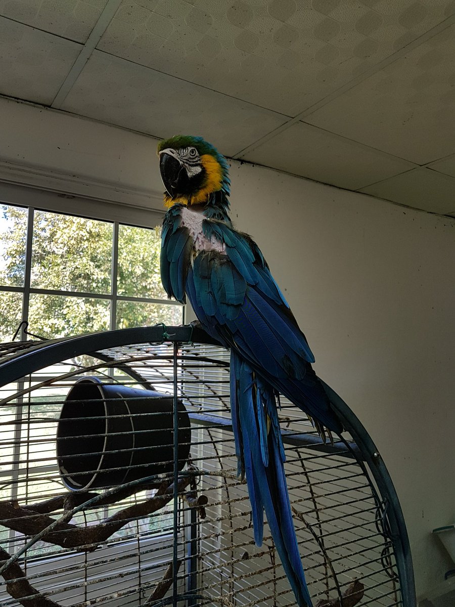 TReporta's tweet photo. Varias especies de animales silvestres llegan al @ParqueSummit y son atendidos en la actual clínica veterinaria, que cuenta con más espacio y mejor tecnología. #TReporta @BlandonJose https://t.co/eTgNm7Urka