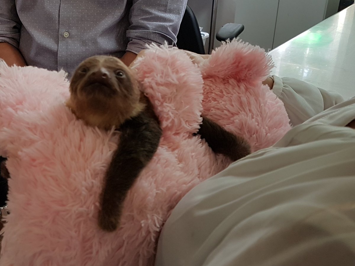 TReporta's tweet photo. Varias especies de animales silvestres llegan al @ParqueSummit y son atendidos en la actual clínica veterinaria, que cuenta con más espacio y mejor tecnología. #TReporta @BlandonJose https://t.co/eTgNm7Urka