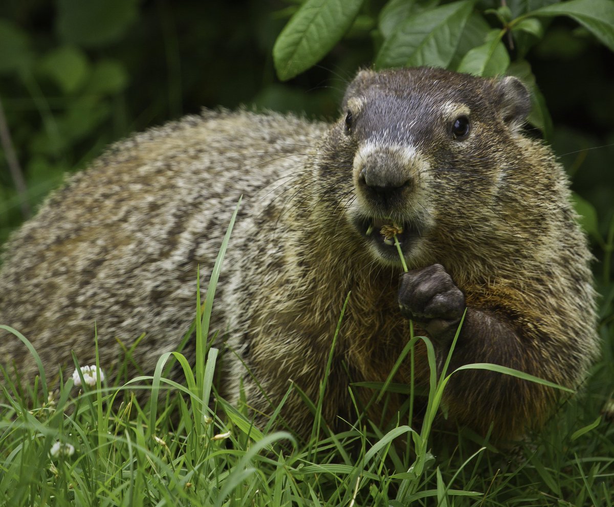 Happy #GroundhogDay! We're celebrating with this handsome one <a href="/ShenandoahNPS/">ShenandoahNPS</a> #Virginia