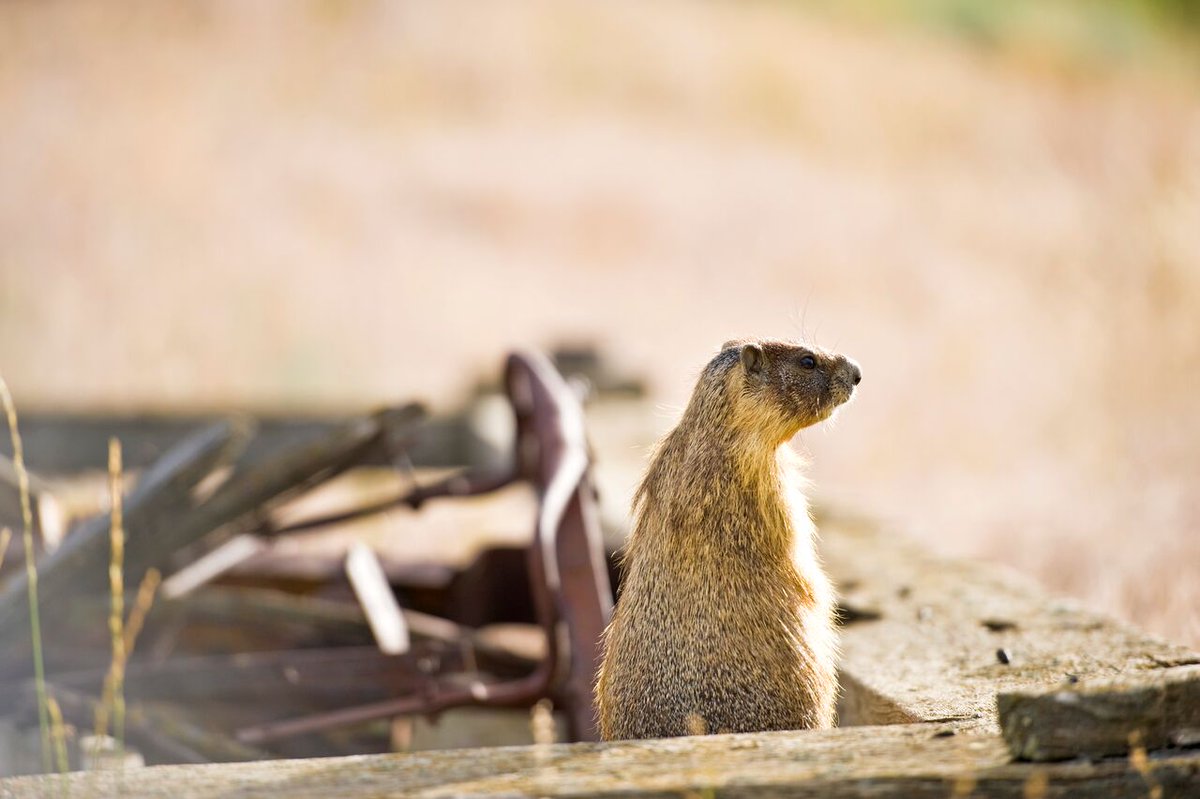 It's groundhog day! Will he see his shadow?!
Here is our cute version of a one.
 #Tobinao #TobianoLiving #GroundHogDay