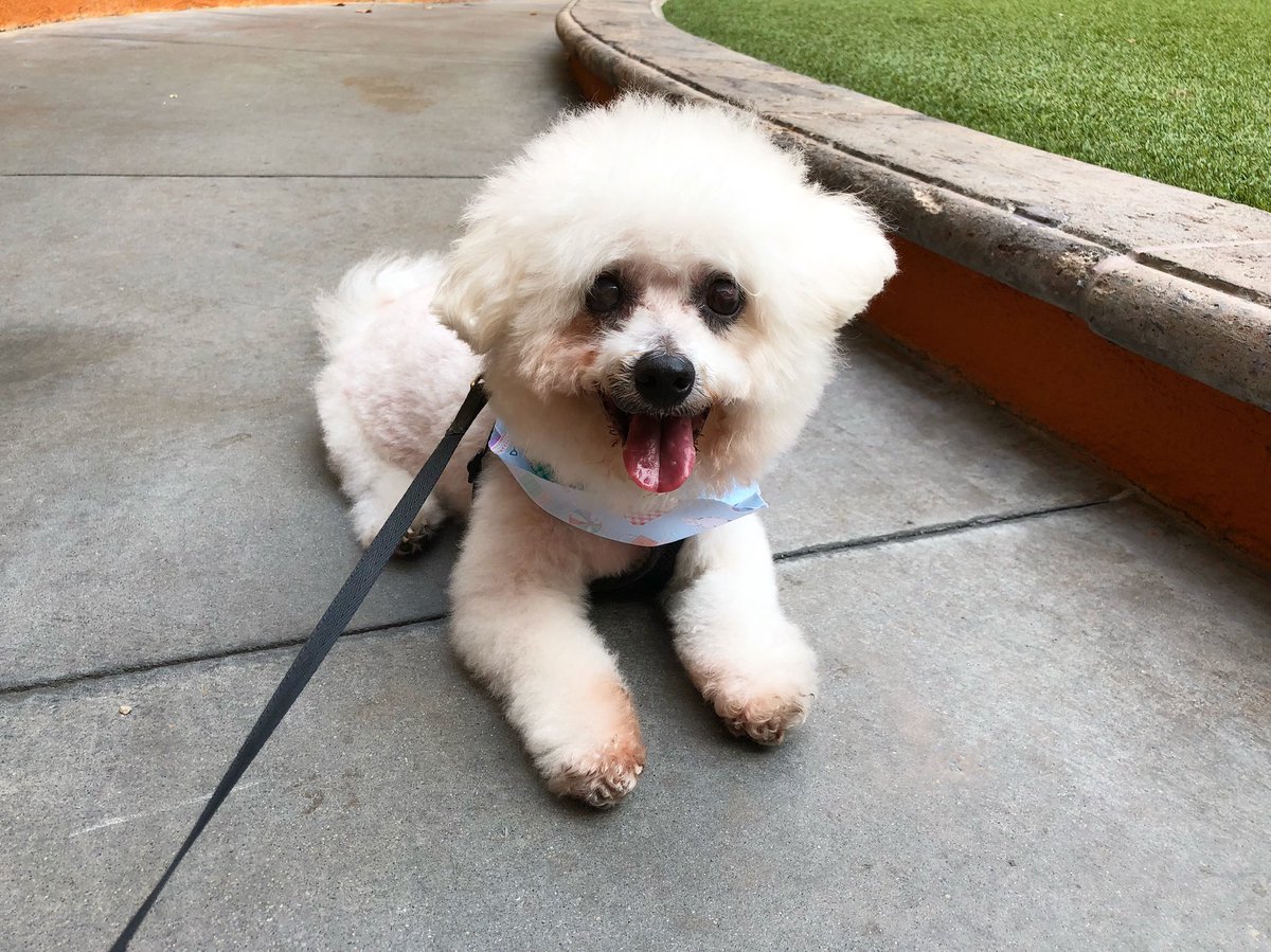 victoriacruz22's tweet photo. Someone just got groomed today! Cutest boy ever! #allfluffy #clouds #groomed #bichon #BichonFrise #thebest #puff #thatfacetho https://t.co/q5wtWPdGuP