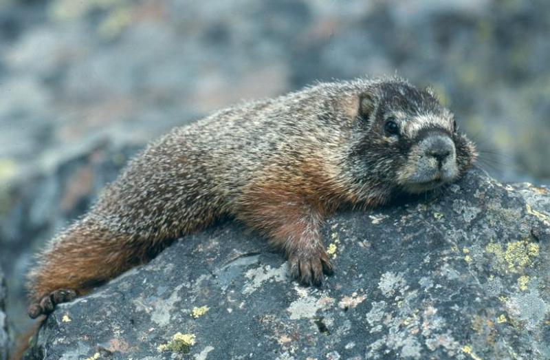 VirtualFlMall's tweet photo. Hope everyone is having a great Groundhog Day! 

If you've got some free time, head down to #VirtualAdventures at the Florida Mall (@ShopFloridaMall). We're the only store that remembers its also Marmot Day! https://t.co/BfeB5tCEqH
