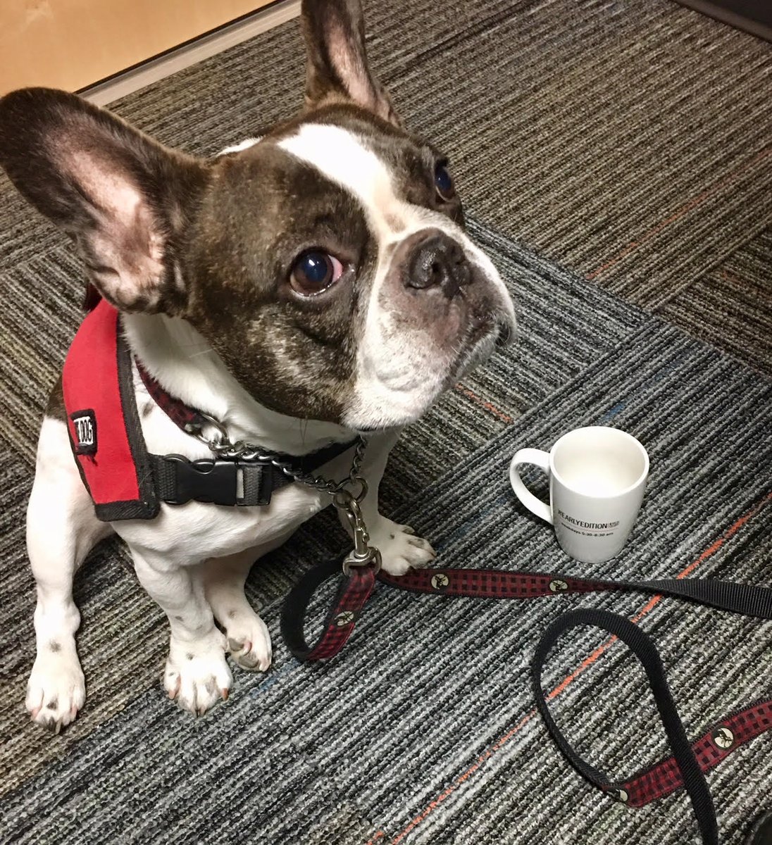 TheCurrentCBC's tweet photo. Frankie, an emotional support dog,  was in our Vancouver studio today. He was very attentive and a perfect guest.

Annie, his owner, has been diagnosed with complex PTSD and says their relationship and bond helps her feel grounded and calm, especially when on a flight. https://t.co/hgFPE67p7j
