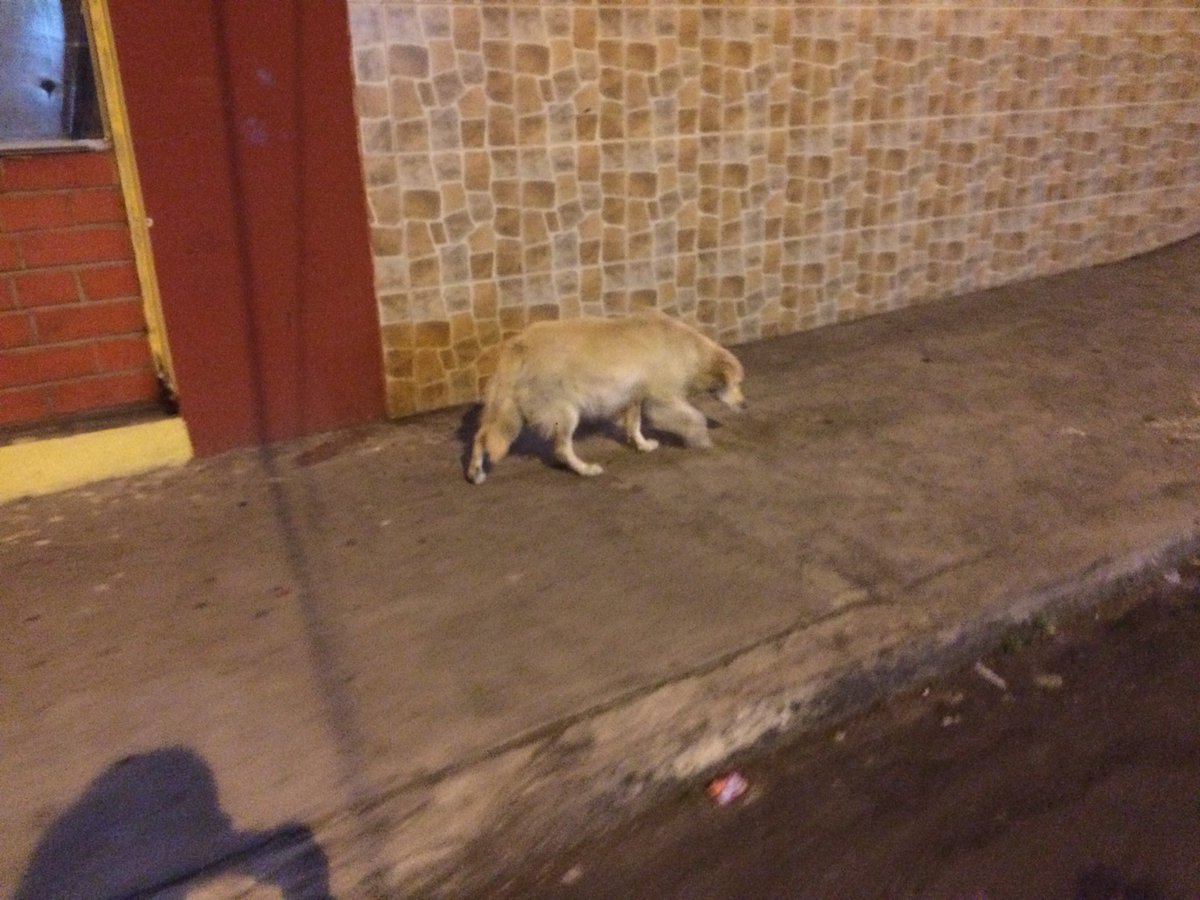 Gissk91's tweet photo. Amigos/as busco hogar para esta perrita de la calle que va a ser mamá (su barriguita ya está muy grande). Ayuda por favor @TrompasF @LoroHomero @vagosconsuerte @PATODIAZGUEVARA @AVAstudillo #hogar #vida #solidaridad https://t.co/0Bua2GMvN9
