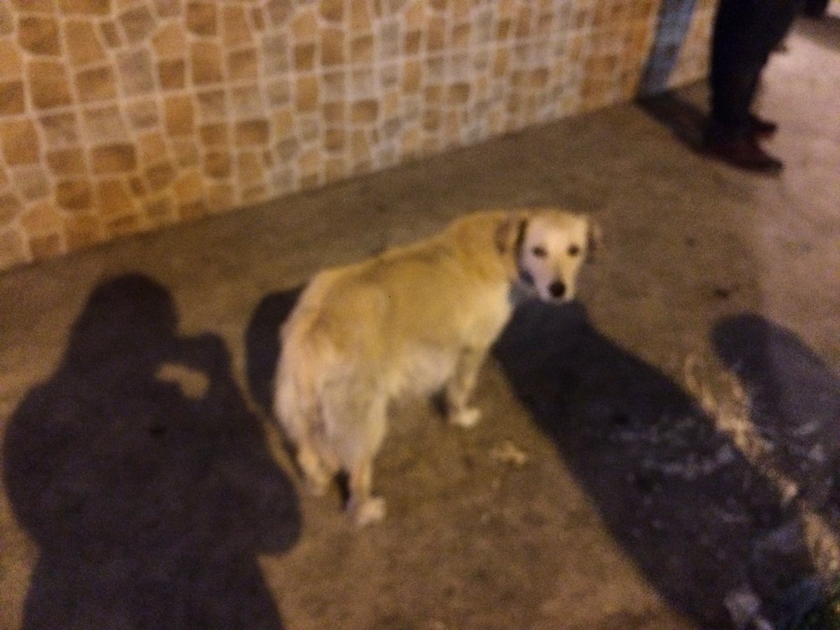 Gissk91's tweet photo. Amigos/as busco hogar para esta perrita de la calle que va a ser mamá (su barriguita ya está muy grande). Ayuda por favor @TrompasF @LoroHomero @vagosconsuerte @PATODIAZGUEVARA @AVAstudillo #hogar #vida #solidaridad https://t.co/0Bua2GMvN9