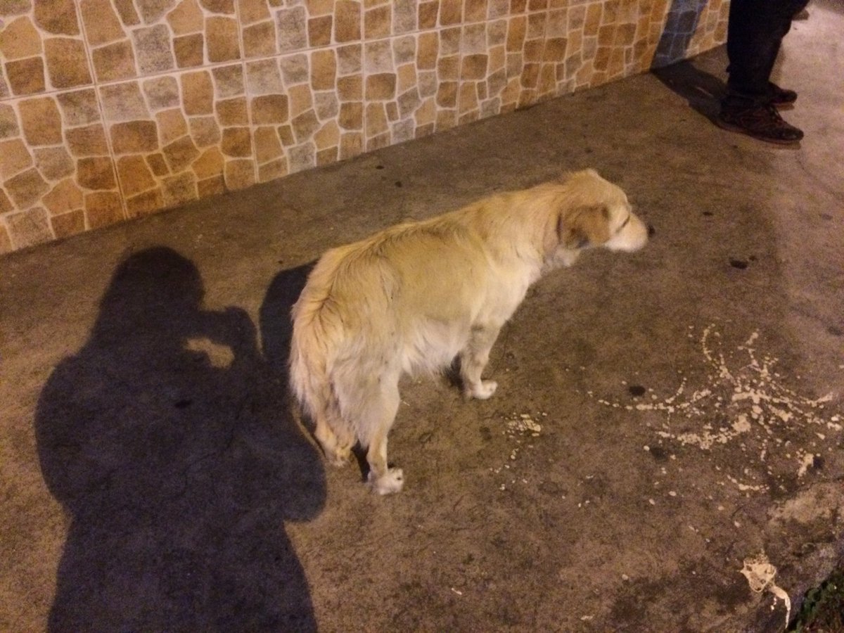 Gissk91's tweet photo. Amigos/as busco hogar para esta perrita de la calle que va a ser mamá (su barriguita ya está muy grande). Ayuda por favor @TrompasF @LoroHomero @vagosconsuerte @PATODIAZGUEVARA @AVAstudillo #hogar #vida #solidaridad https://t.co/0Bua2GMvN9