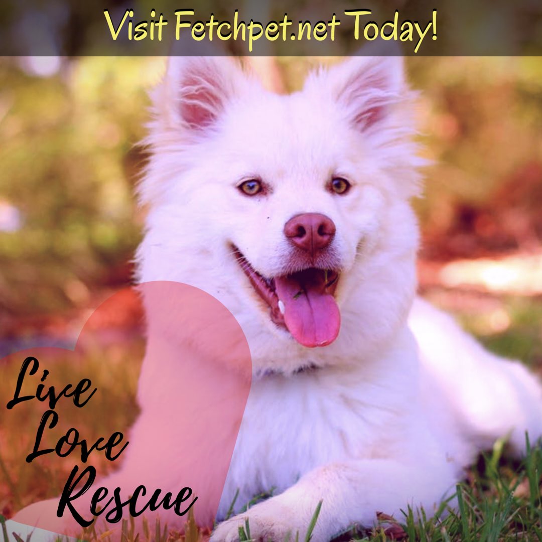 Fetchpet1's tweet photo. Such a #adorabledog 😍😍 We're back and doubling down on our #dailydoseofcute over here at Fetchpet. We're looking to spread our message, the #love, and make as many people as possible #smile today! What better way to do that then with an incredibly adorable pup! Happy Friday! https://t.co/C2OCyUi0Im