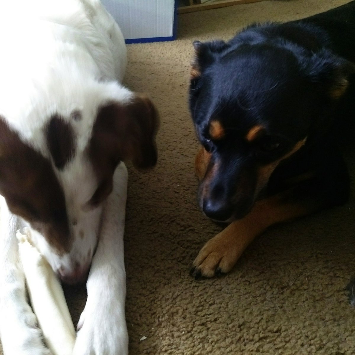 grrrrrrlscout's tweet photo. #bone #stalker #dogslife https://t.co/3NWufQWP5s