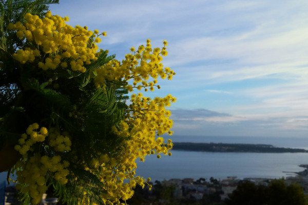 [ Expérience parfumée ] 🌿Laissez-vous guider pour une randonnée à #Mandelieu, en plein cœur du mimosa et de l'#Estérel 
➡️ ow.ly/WBZd30i3rku #ExperienceCotedAzur #VisitEsterel #CotedAzurFrance RT <a href="/EsterelCoteAzur/">Estérel Côte d'Azur</a>