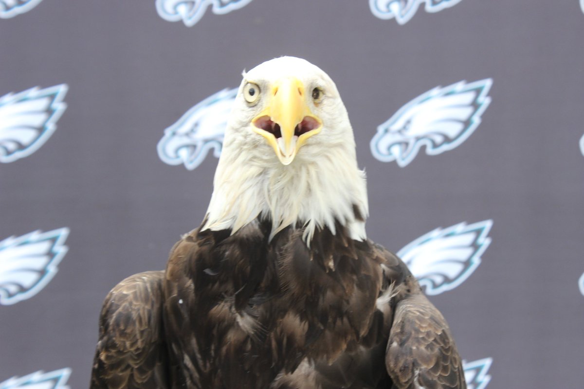 NoahEPZ's tweet photo. It's time...let's go @Eagles !! 🦅 https://t.co/Quj95IauPV