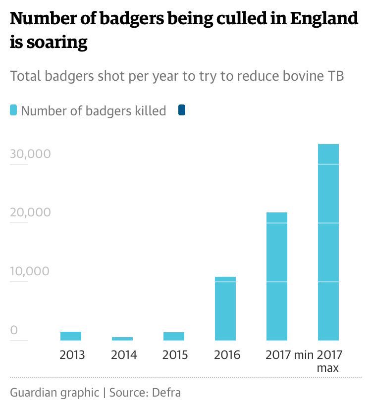 Day 2: Last year in the UK, 19,274 badgers were caught in cages and shot.

The dairy industry is fuelling this.

In an attempt to stop cows contracting TB from badgers, there is an “ineffective and inhumane” annual cull that is based on fake science.

#Februdairy #ShoutAboutDairy